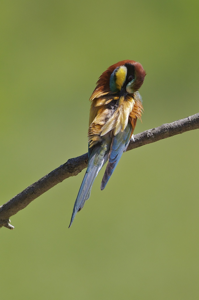 Bee Eater 32